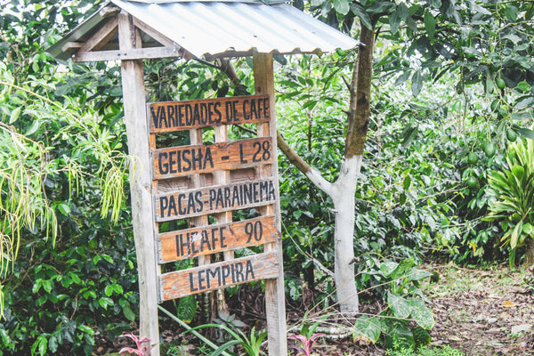 Honduras Irma Trochez - Honey Parainema (PRESALE first batch 12/16)