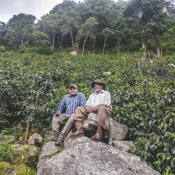 Hoduras Mario Mejia - Natural Pacas
