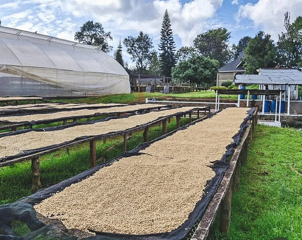 Kenya Drying Beds