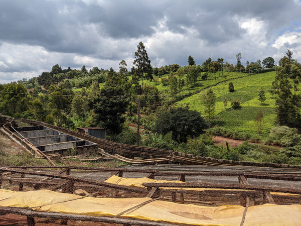 Hillside with greenery and a coffee drying bed under a cloudy sky