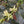Load image into Gallery viewer, Close-up of coffee flowers and green coffee beans on a coffee plant.
