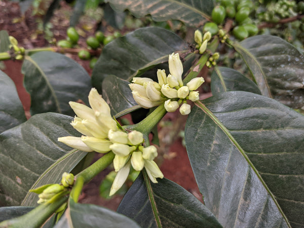Close-up of coffee flowers and green coffee beans on a coffee plant.