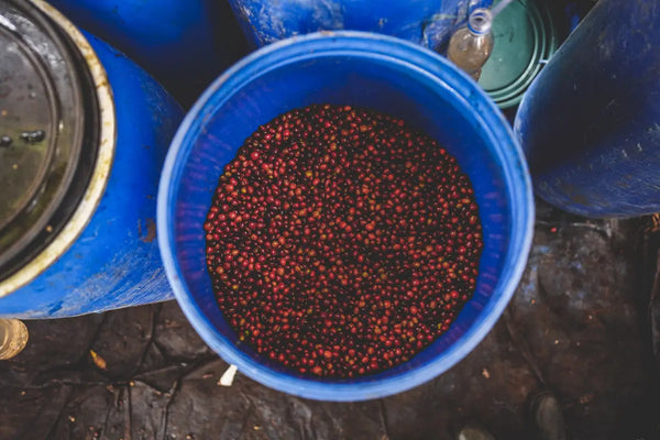 A top-down view of a blue plastic barrel filled with small red berries, surrounded by other blue barrels on a dark ground.