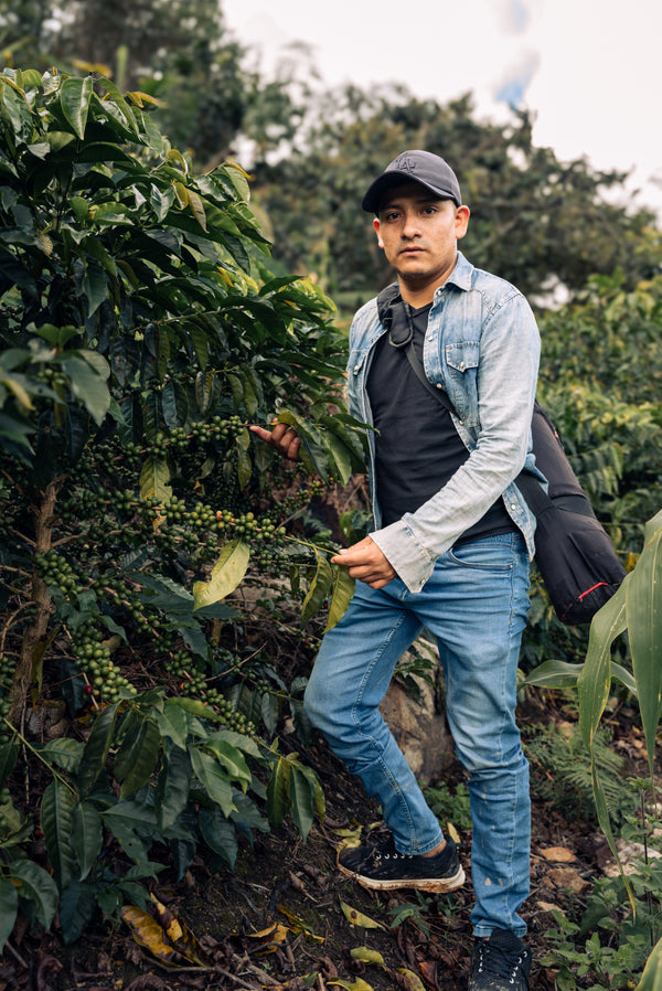 Artist Reserve Peru Lenin Flores - Washed Yellow Caturro