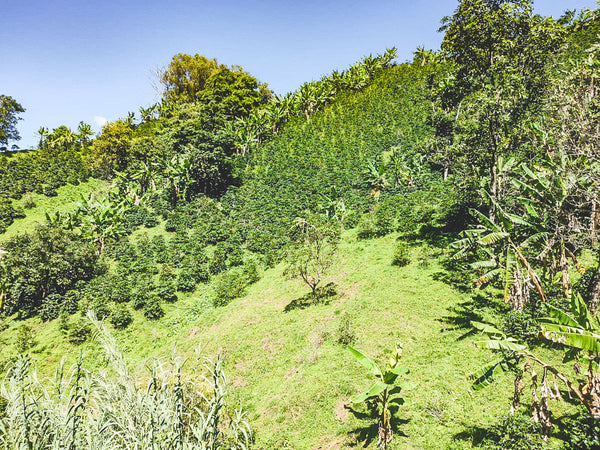 Colombia La Primavera - Yeast Inoculated Pacamara