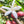 Load image into Gallery viewer, White coffee flower with red berries on a branch
