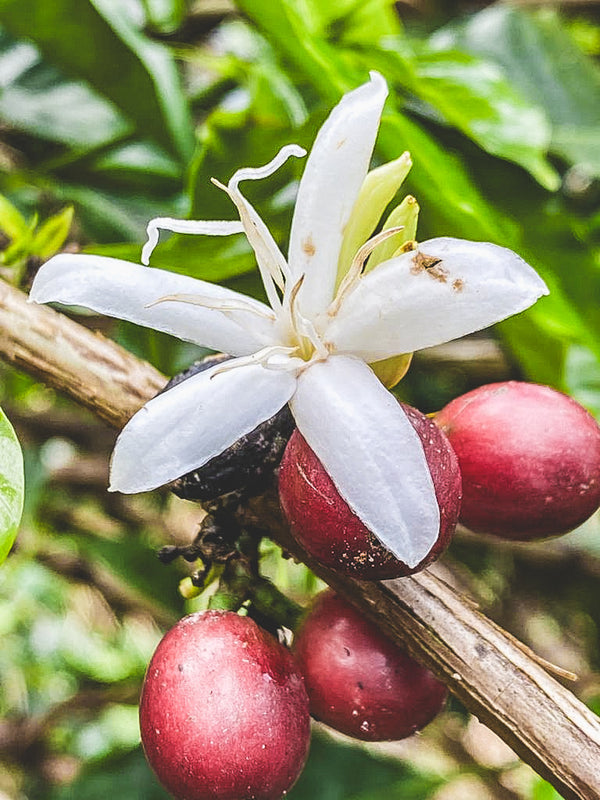 White coffee flower with red berries on a branch
