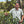 Load image into Gallery viewer, A smiling man in a light sage green polo shirt stands outdoors among leafy green plants, with trees and hills blurred in the background.
