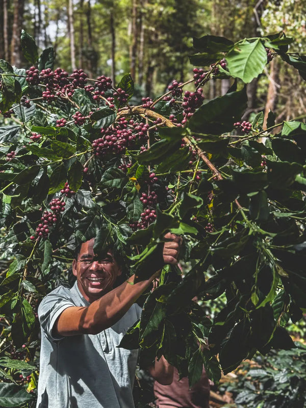 A smiling man harvests ripe, dark red coffee cherries from a coffee plant in a lush green outdoor farm setting.