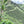 Load image into Gallery viewer, luh green mountain side in Colombia with coffee plants row after row 
