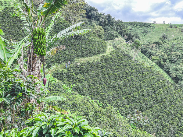 luh green mountain side in Colombia with coffee plants row after row 