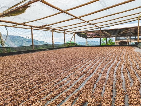 Drying coffee beans under a roof with a scenic background
