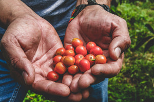 Lote3- orange caturra.jpg__PID:3dbd9ada-dfcb-4ca5-80a9-5c9296d507c2