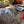 Load image into Gallery viewer,  Classic structure that define coffees from this part of Chiapas.
