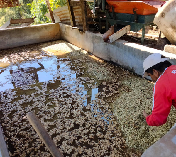  Classic structure that define coffees from this part of Chiapas.