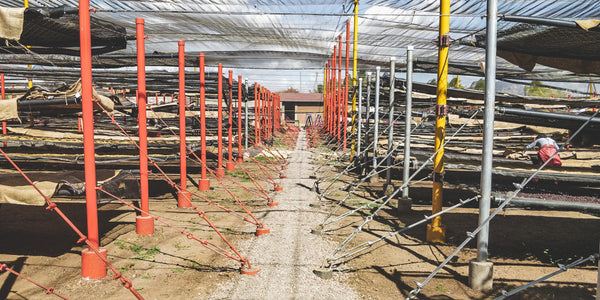 Indoor farming facility with red metal frames and a dirt path.