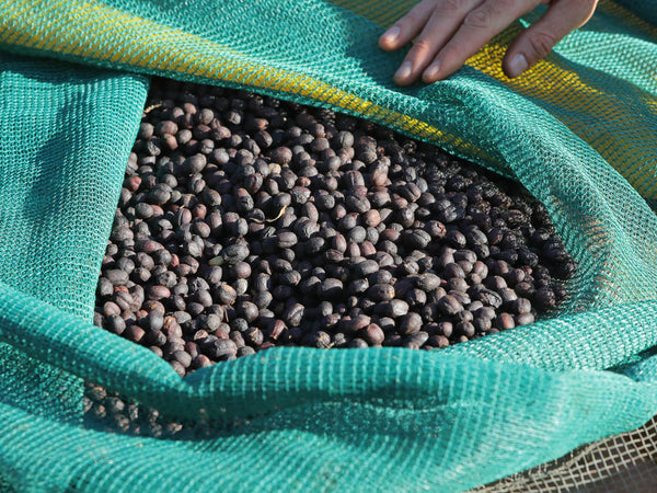 A close-up of dark brown coffee beans spread out in a green mesh sack, with a hand lifting the top edge of the sack.