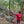 Load image into Gallery viewer, Oaxacan Coffee Farming - Shade Grown
