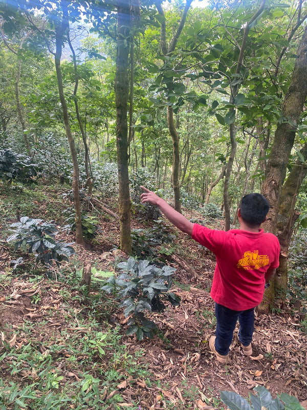 Oaxacan Coffee Farming - Shade Grown