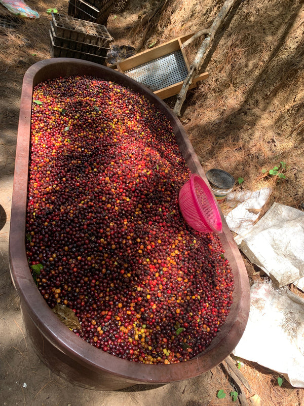 Large wooden container filled with coffee cherries outdoors