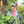 Load image into Gallery viewer, Colombia Palma Rosa - Yeast Inoculated Anaerobic Washed Caturra
