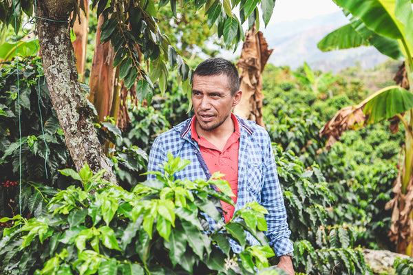 Colombia Palma Rosa - Yeast Inoculated Anaerobic Washed Caturra