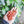 Load image into Gallery viewer, A hand holding a small pile of ripe red coffee cherries growing on a coffee plant, surrounded by lush green leaves.
