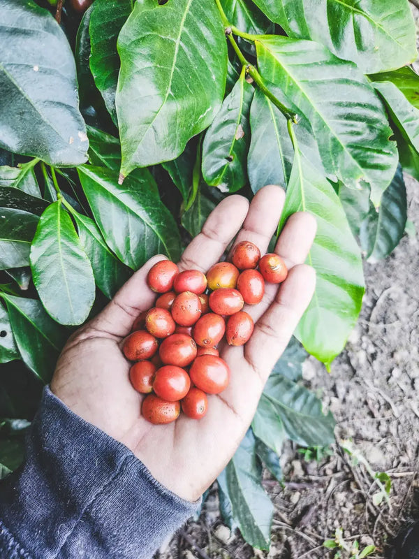 A hand holding a small pile of ripe red coffee cherries growing on a coffee plant, surrounded by lush green leaves.