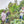 Load image into Gallery viewer, Three men standing in a lush green coffee plantation among coffee plants with red cherries, under an overcast sky.
