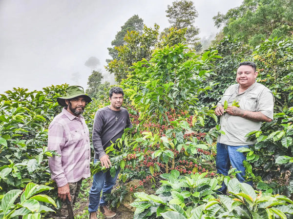Three men standing in a lush green coffee plantation among coffee plants with red cherries, under an overcast sky.