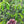 Load image into Gallery viewer, Hand holding super ripe red coffee berries in front of a gesha coffee plant with green leaves.
