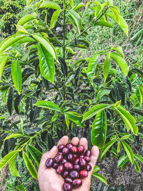 Hand holding super ripe red coffee berries in front of a gesha coffee plant with green leaves.