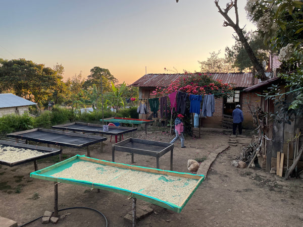 raised whole bean coffee drying beds with a clothes line in the back and a little house in Mexico