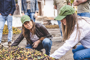 two women coffee producers crouched down touching a pile of coffee cherries wearing green hats