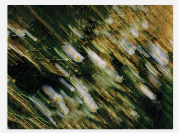 Artist Reserve Jack Garland Bundle - Las Guas Coffee + Fine Art Poster Bundle