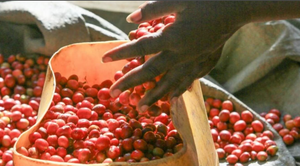 close up of coffee cherries and hands scooping some up