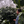 Load image into Gallery viewer, Mexico Puebla Tepetzinla
