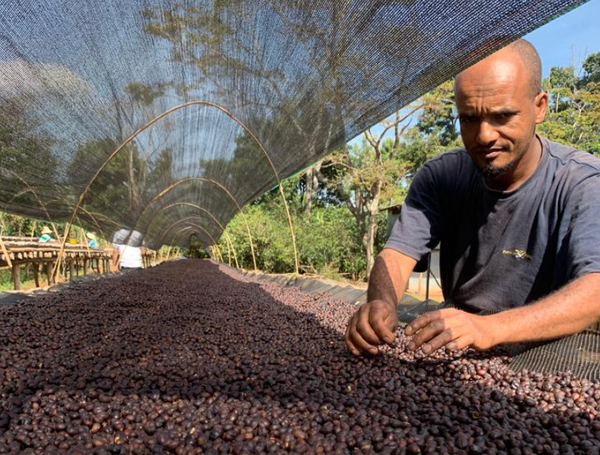 Ethiopia Reshad - White Honey