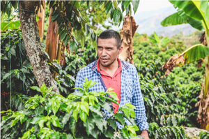 A man standing in a lush green coffee plantation, wearing a blue and white checkered shirt over a coral-red undershirt.
