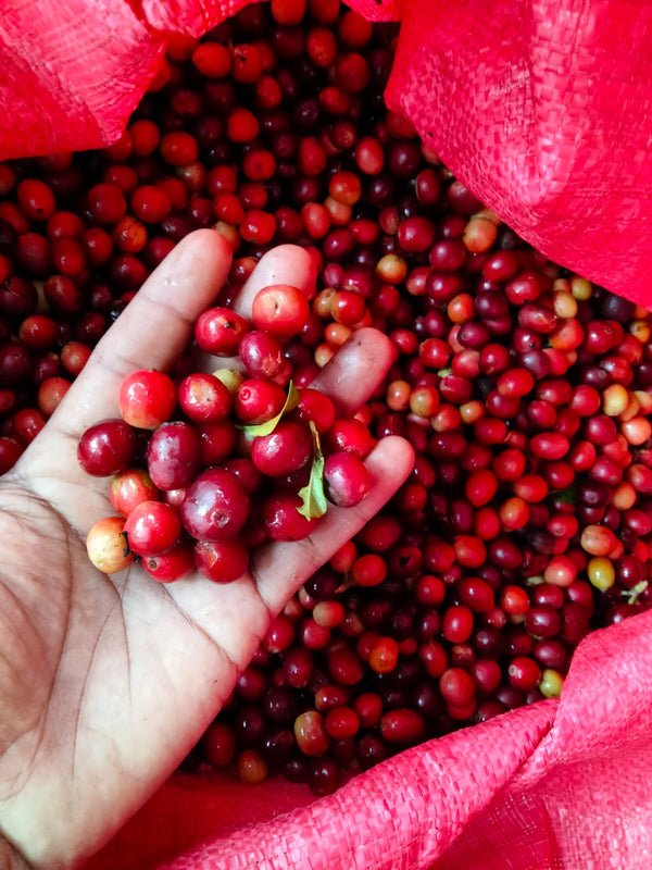 CHIAPAS COFFEE CHERRIES
