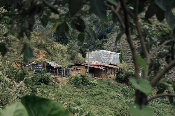 Color Coffee's Colombia Sergio Caro Chiroso