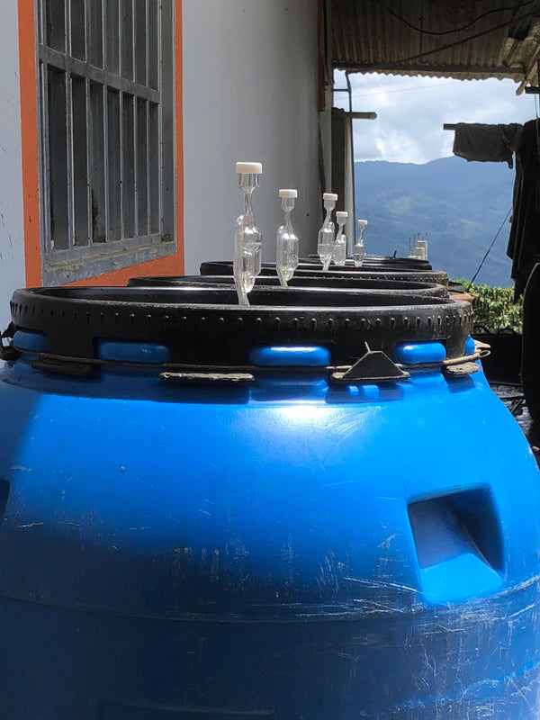 Artist Reserve: Colombia Marlon Bolaños - Anaerobic Natural Gesha (PRESALE FIRST ROAST DATE 10/27)