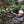 Load image into Gallery viewer, guatemalan legend
