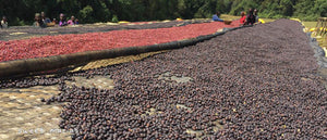 whole bean coffee beans drying in the sun on a patio