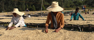 two female coffee farmers with straw hats on sifting through whole bean coffee beans on a raised drying bed