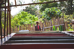 coffee farm worker standing next to the raised drying beds