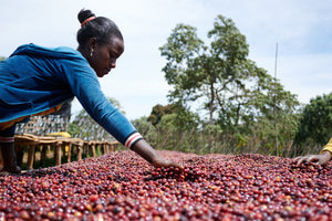 A lady coffee farmer sifting her hand through a raised drying bed with thousands of coffee cherries