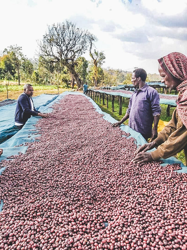 Ethiopia Danche - Honey (PRESALE first roast 11/13)