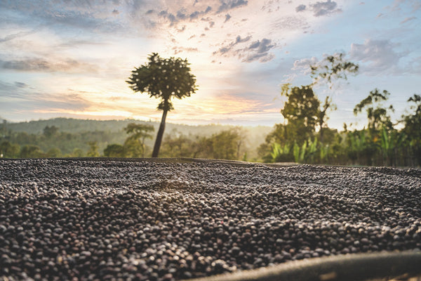 Ethiopia Danche - Honey (PRESALE first roast 11/13)