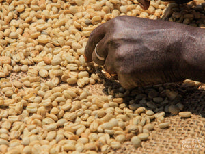 Hand sorting through coffee beans on a burlap surface